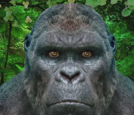 Kong
